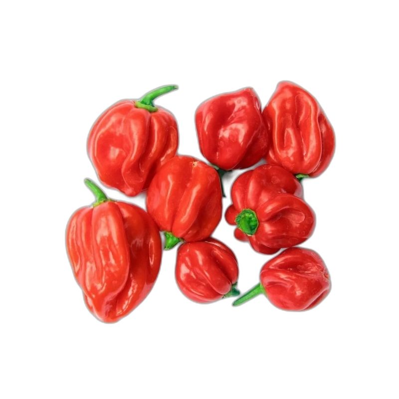 Pepper Uganda