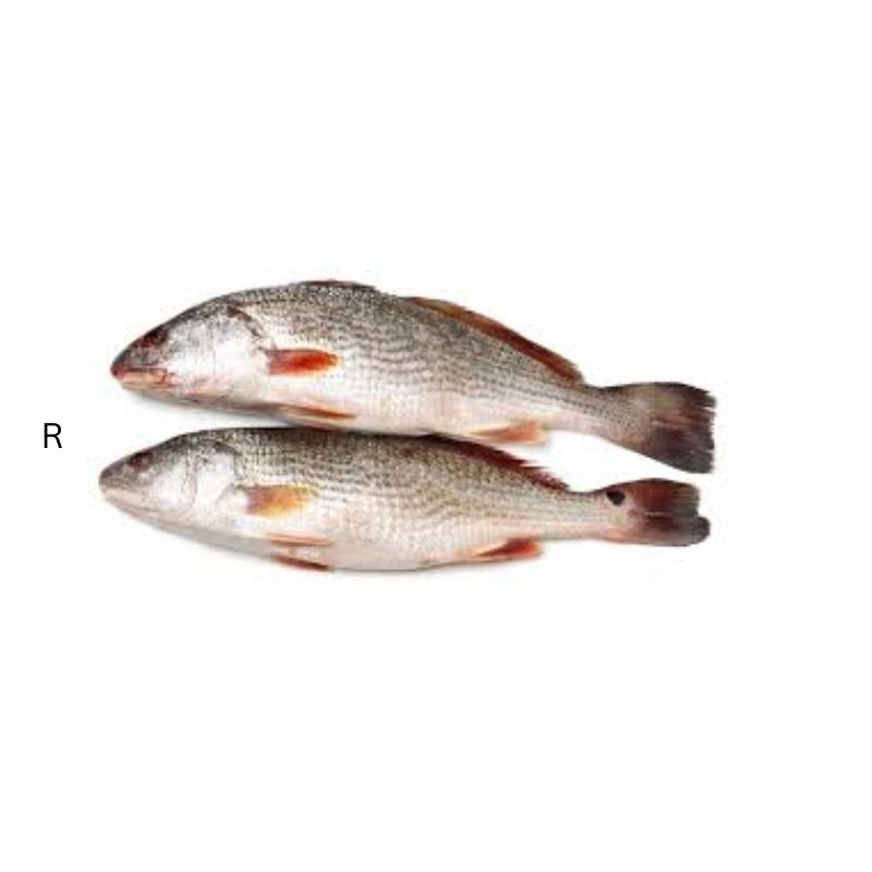 CROACKER FISH per kg