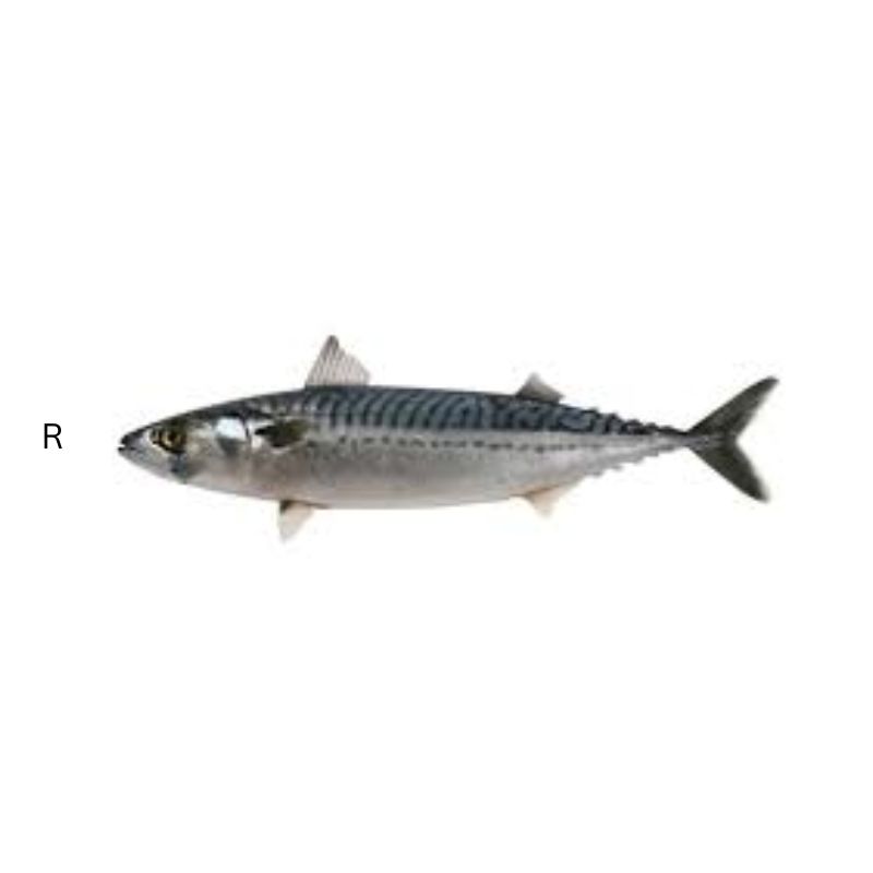 MACKEREL kg