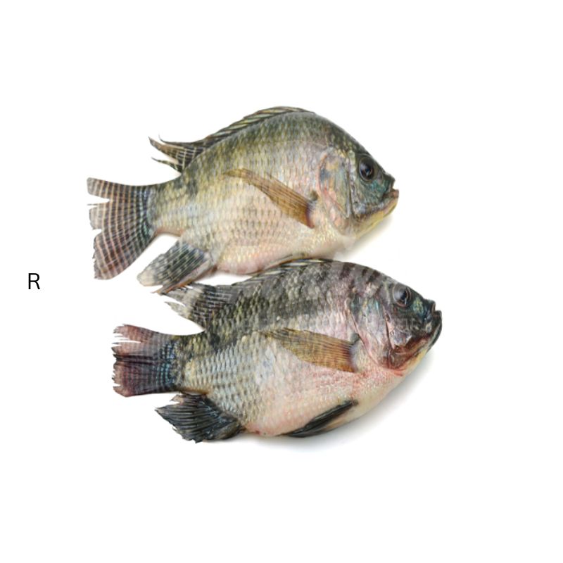 FISHNET TILAPIA