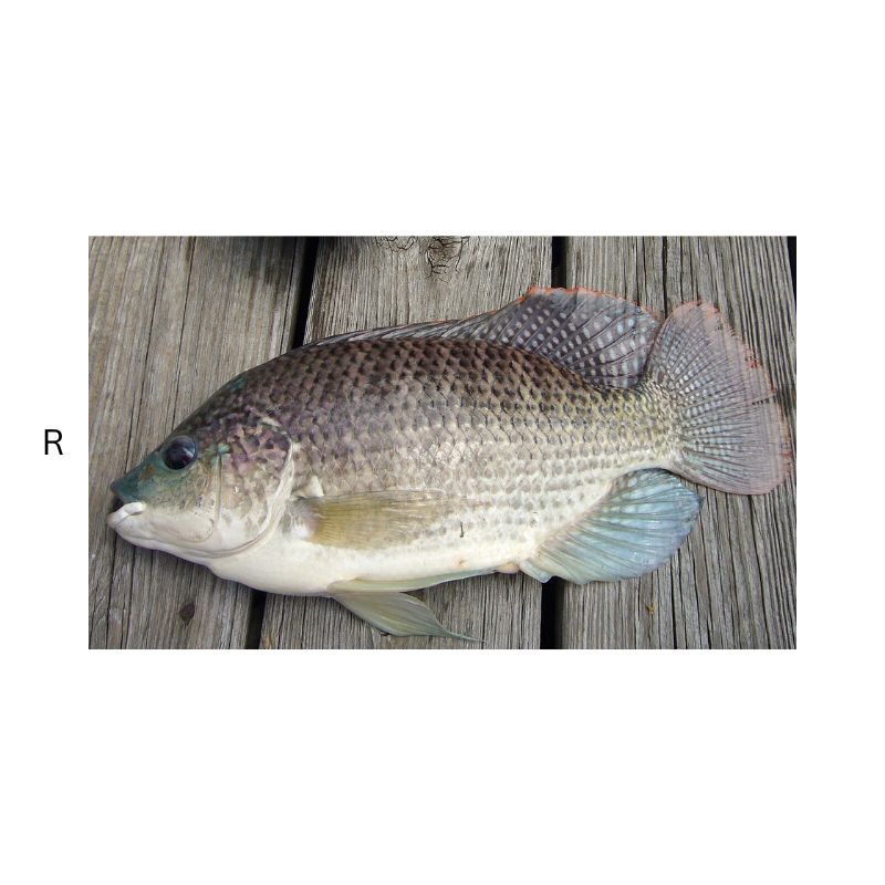 EUROVISION TILAPIA