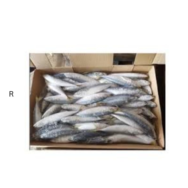 MACKEREL BOX NEW